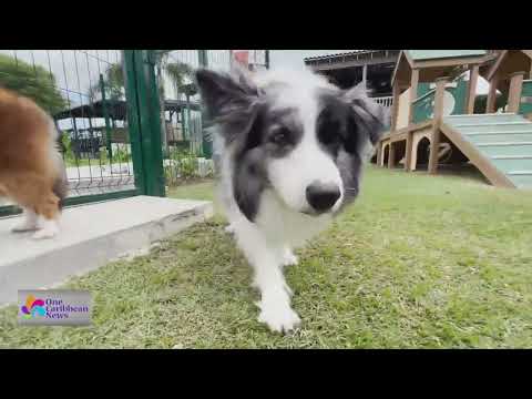 New Private Pet Park Opens in Puerto Rico
