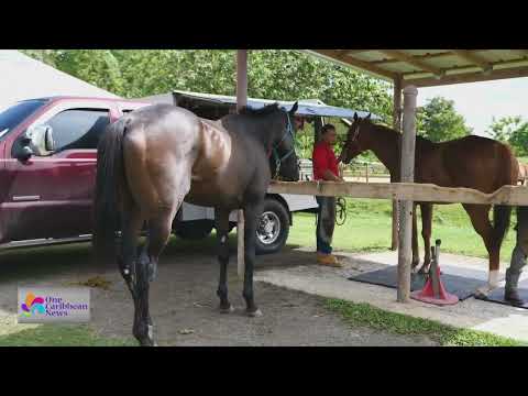 Caribbean Thoroughbred Aftercare is Safe Haven for Racehorses when They No Longer Race in Islands