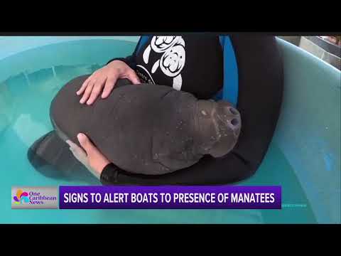 Funding Approved for Signs to Alert Boats about Manatees in Puerto Rico